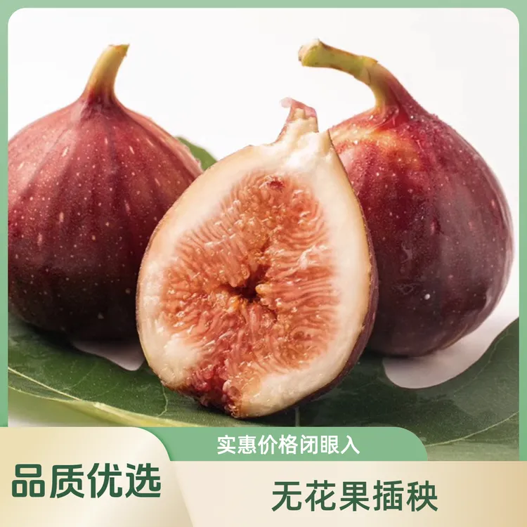 （福利款）优选无花果苗阳台小院果园优质栽培品种