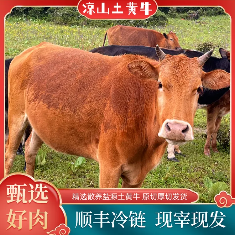 凉山盐源散养现切新鲜土黄牛肉顺丰包邮现宰现发3斤/5斤装