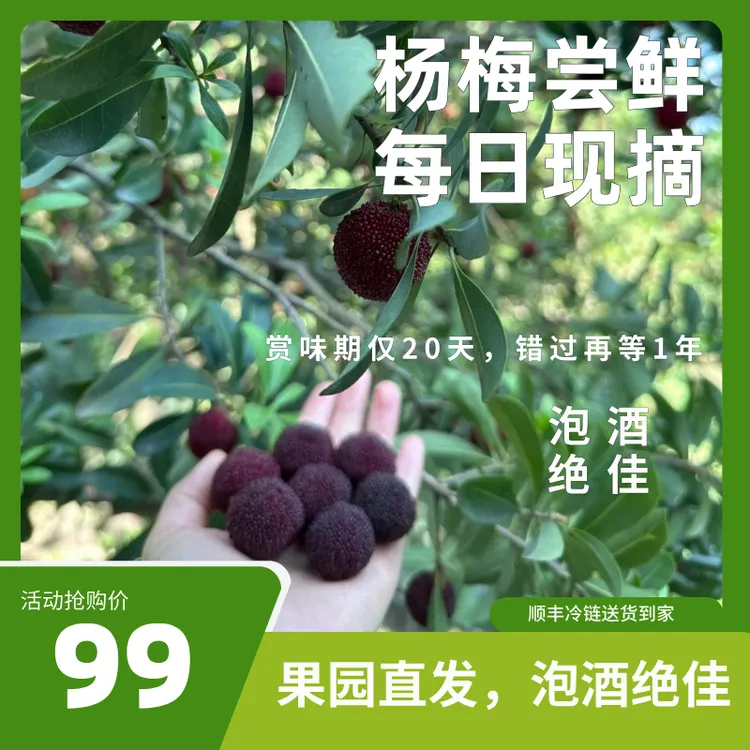 【粉丝福利】浙江高楼新鲜采摘黑炭杨梅约3斤装泡酒佳品清甜多汁