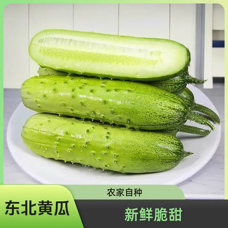 东北农家自种小旱黄瓜清脆香甜新鲜采摘5斤包邮