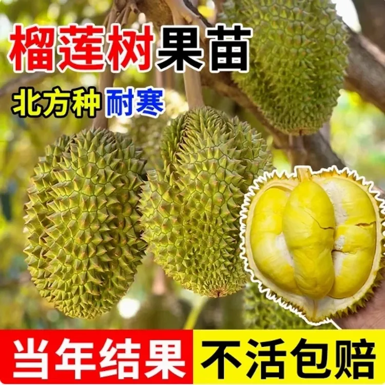 云南直发 原杯原土带叶 榴莲苗 猫山王金枕头 南北方均可种植