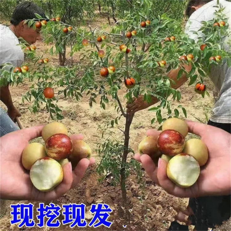 正宗早熟特大枣树苗新品种室内盆栽地栽南北种植当年结果耐寒枣果