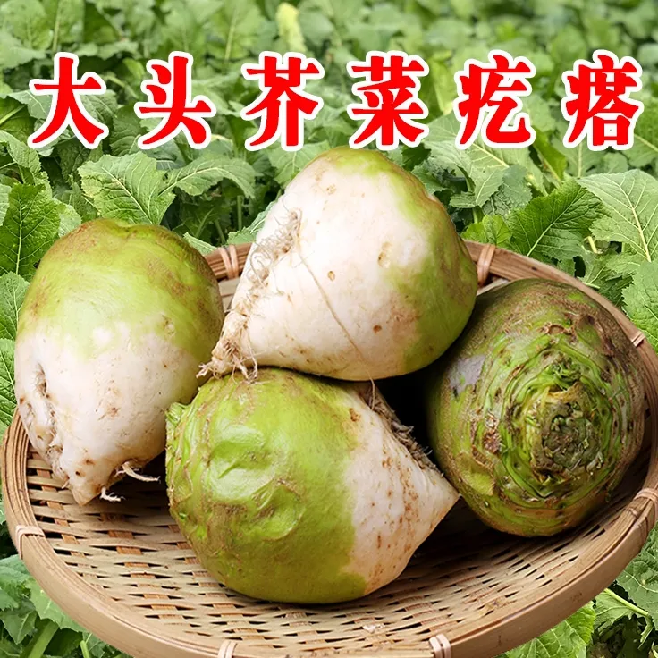 大头芥菜疙瘩5斤（生的，回家自己腌）