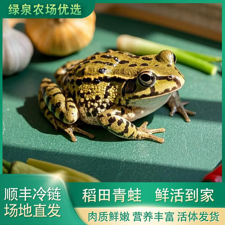 【鲜活中蛙】生态稻田青蛙衡阳麻拐田鸡顺丰冷链青蛙鲜活