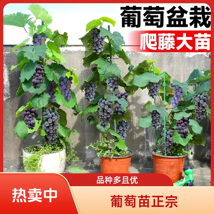 正宗阳光玫瑰葡萄树苖巨峰蓝宝石水晶爬藤葡萄苗南方种植北方耐寒