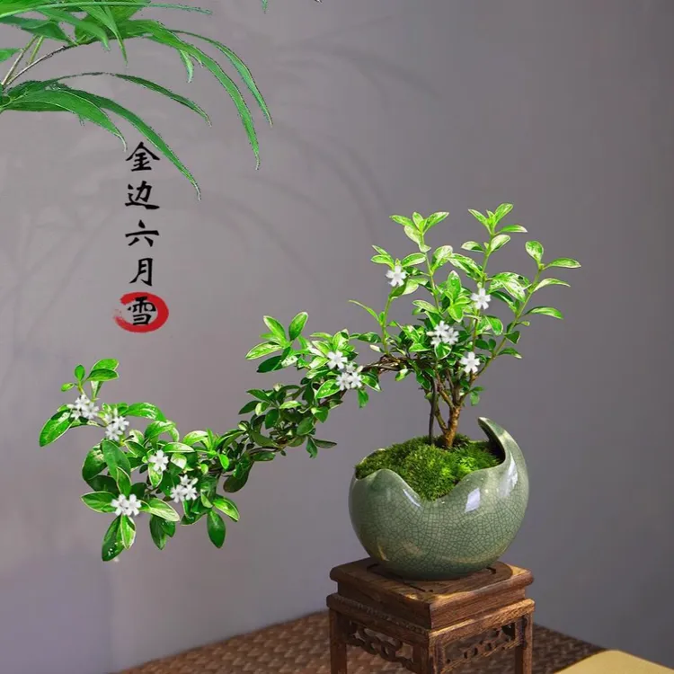 大型金边六月雪悬崖提根老桩盆景花卉盆栽型盆栽摆件花