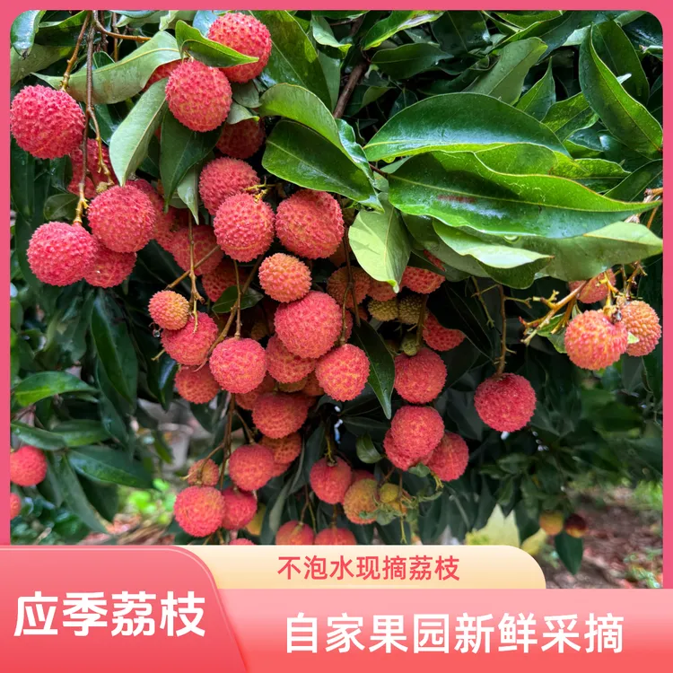 荔枝广西灵山应季桂味荔枝自家果园新鲜采摘不泡水荔枝现摘现发