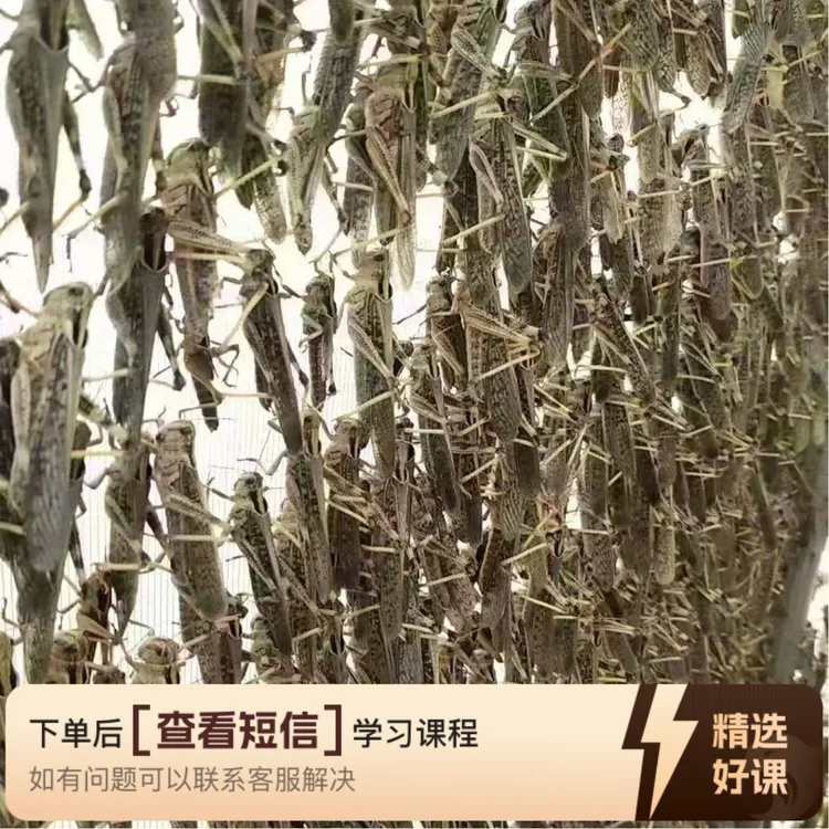 英子姐蚂蚱养殖技术（留意短信解锁课程）