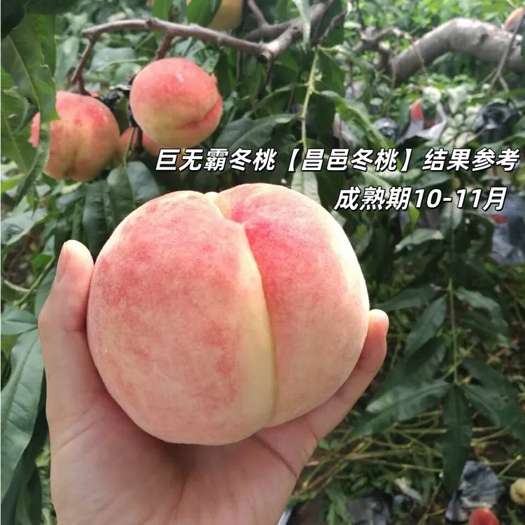 晚熟巨无霸嫁接苗新品种甜桃子树苗南北方桃树新品种树苗