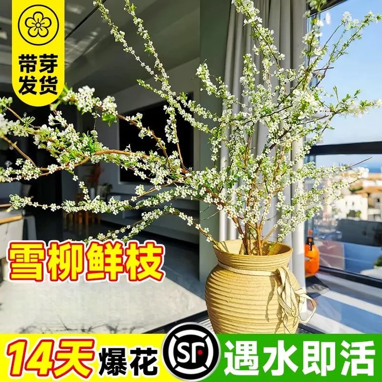 重瓣雪柳干枝支鲜枝水养插花水培植物鲜花卉室内盆栽绿植龙柳好活