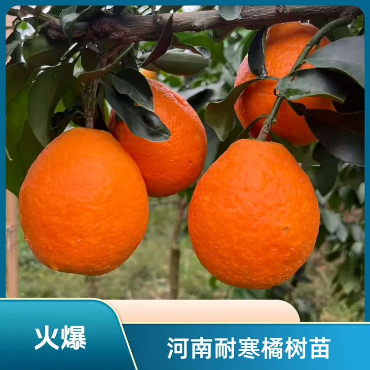 河南可种植橘树苗丑橘果冻橙北方耐冻柑桔苗庭院两年生带土发货