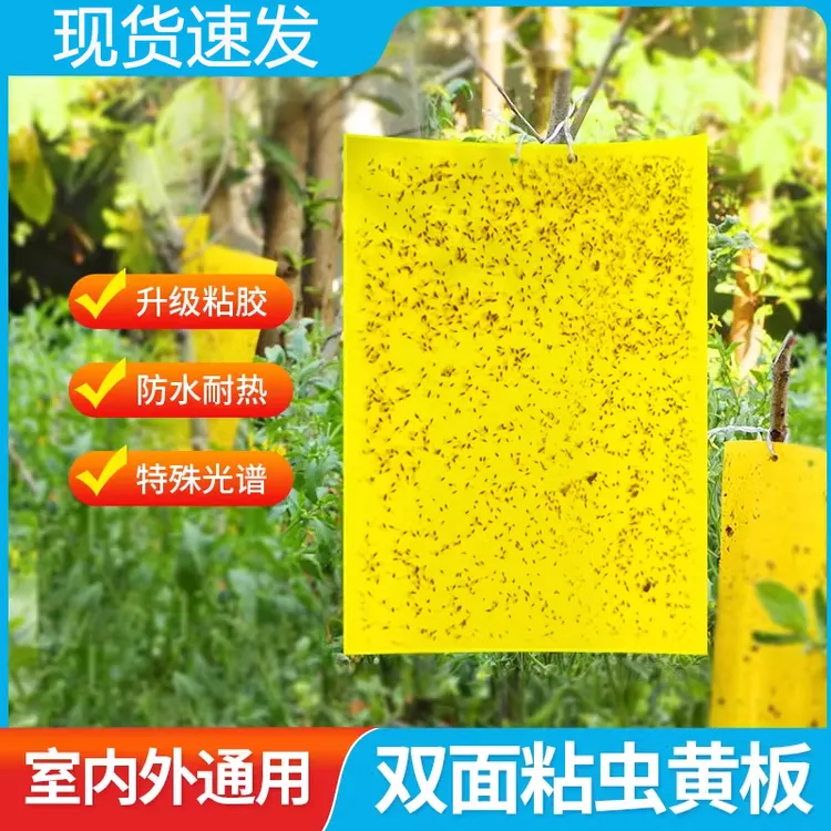 黄板双面粘虫板蓟马纸贴黄蓝飞虫小黑飞果园沾果蝇诱捕器粘板大棚