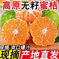 湖北现摘青皮蜜桔无籽无核薄皮多汁酸甜爽口应季水果多规格