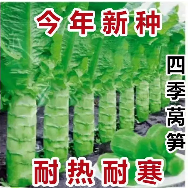 四季莴笋种子耐热青皮绿肉莴笋种子口感嫩脆秋冬尖叶香莴苣种籽孑