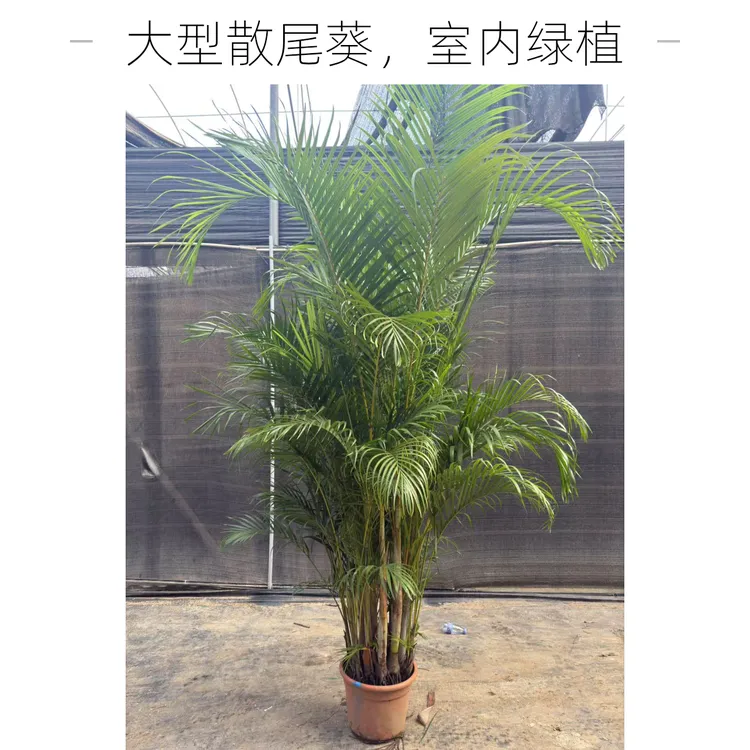 网红富贵椰子散尾葵绿植客厅盆栽适合室内种植清新绿色好养活