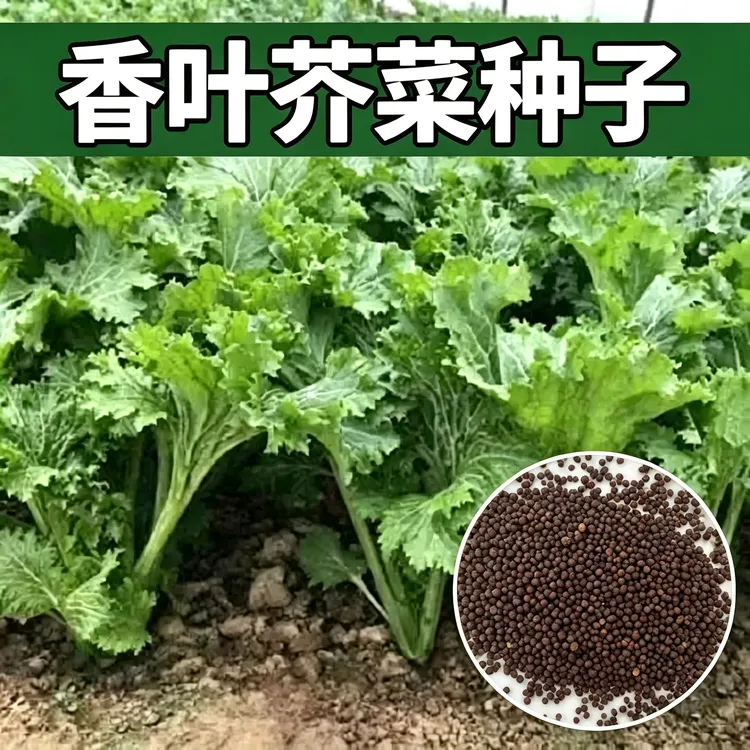 【香叶芥菜种子】盆栽地栽阳台小院种植商品图