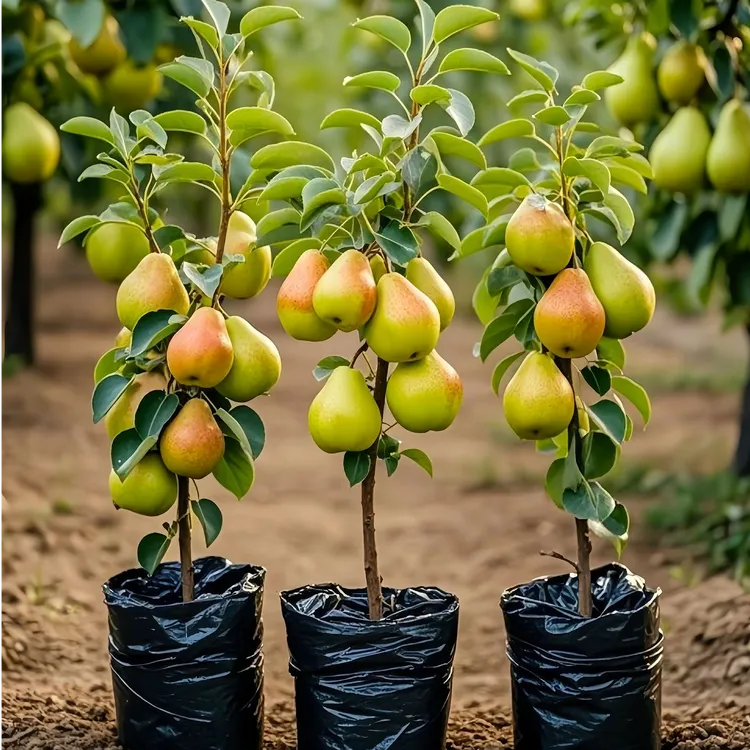 梨树苗嫁接特大库尔勒香梨树果苗盆栽地栽庭院南北方种植带土球