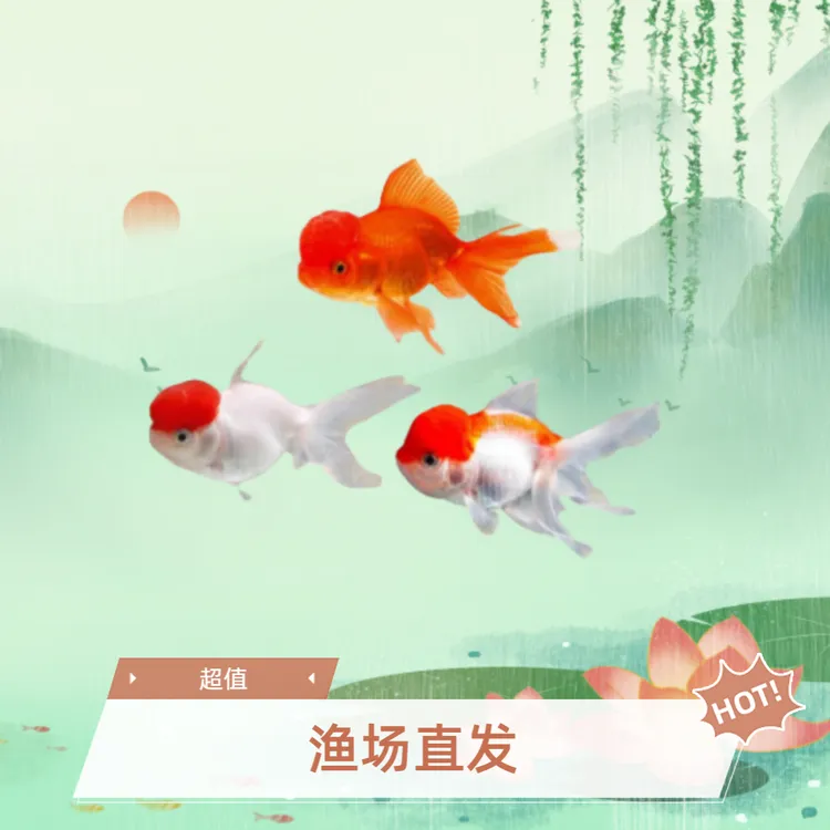鸿运当头淡水狮子头冷水观赏鱼好养耐活小型金鱼冷水鱼观赏鱼