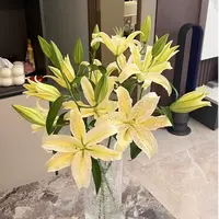 【一品花集】稀有【老虎沐恩】单瓣百合
