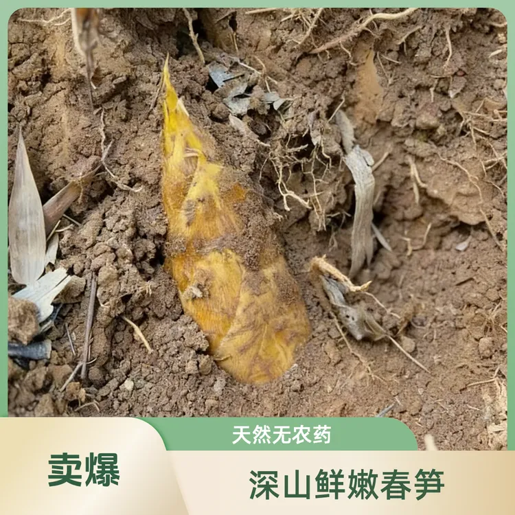 新鲜冬笋现挖高山黄泥笋农家野生毛竹笋两头尖脆嫩鲜甜应季蔬菜