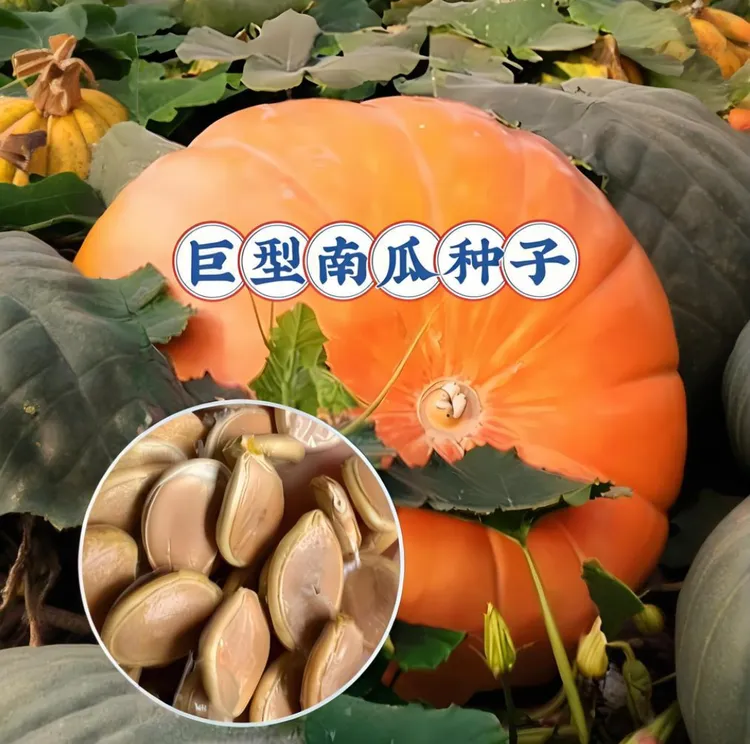 【巨型南瓜种子】家庭阳台小院四季种植盆栽地栽易种易活