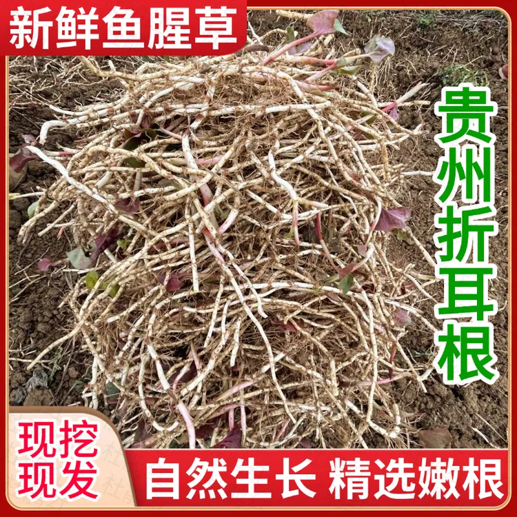 贵州特产折耳根现挖红色鱼腥草鲜嫩凉拌节节根食用农产品