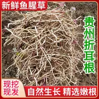 贵州特产折耳根现挖红色鱼腥草鲜嫩凉拌节节根食用农产品