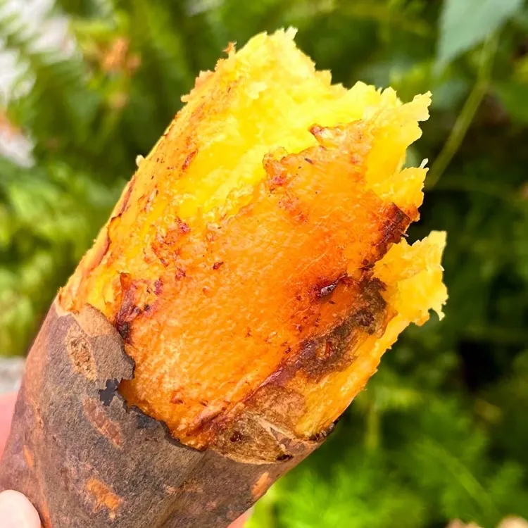 正宗广西软糯榴莲蜜薯沙地蜜薯无丝黄心新鲜红薯代餐香甜黄金蜜