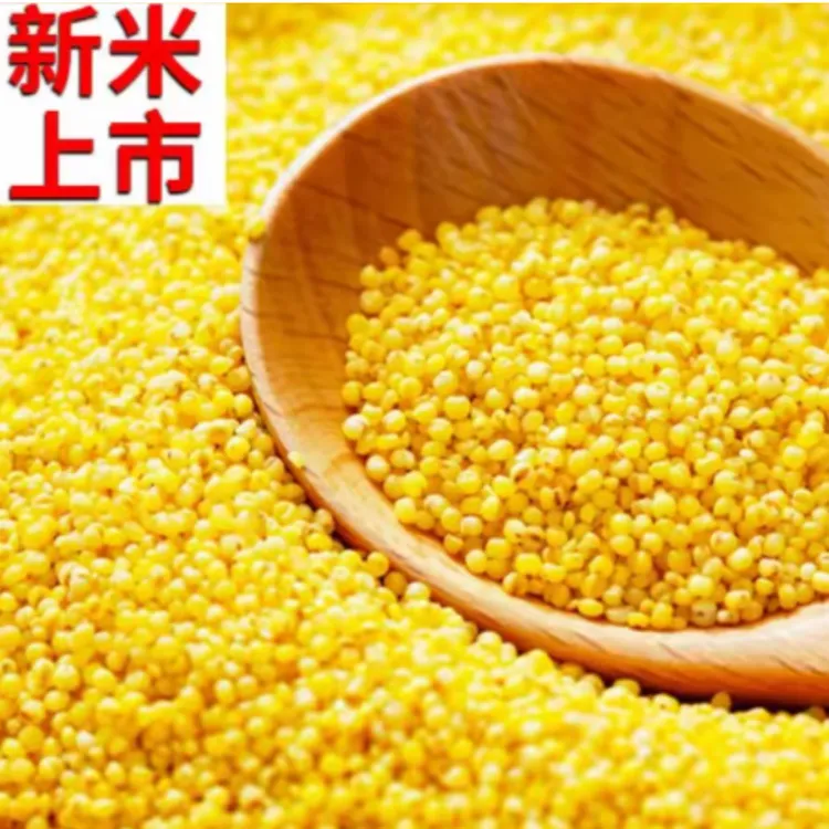 现磨2025新米山东沂蒙山区黄小米营养丰富熬粥佳品五谷黄小米