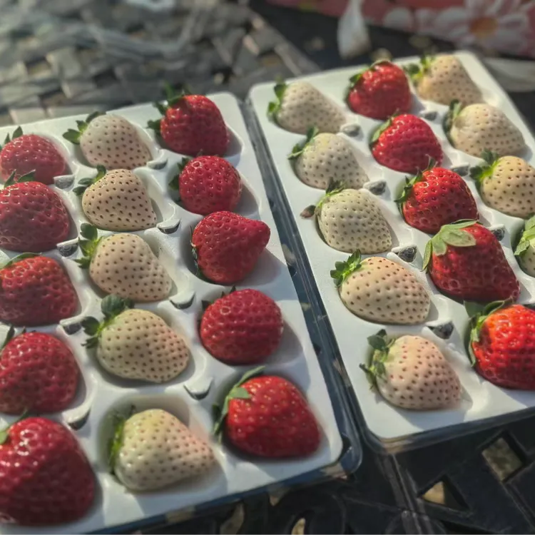 崇明岛本地草莓【双色恋歌礼盒款红白相间】 