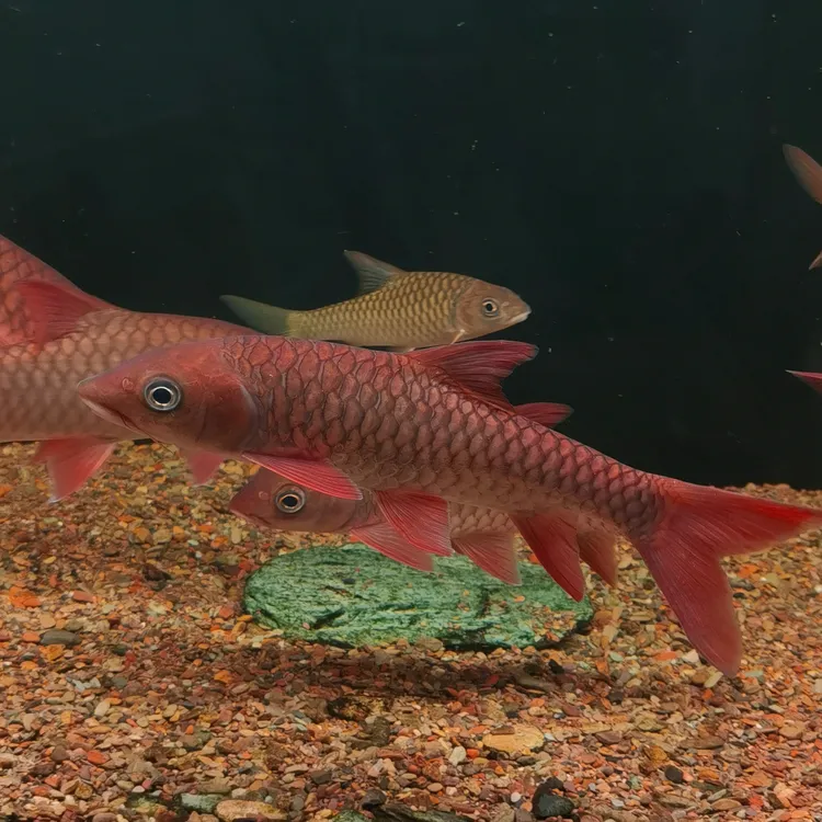 哥拉巴拉红吉罗苗 马来西亚进口