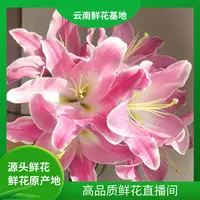 颜花【粉红色香水百合】云南鲜花 任意两单升级顺丰/空运