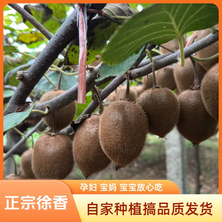 （京东快递徐香）陕西眉县徐香猕猴桃水果自家种植孕妇绿心奇异果