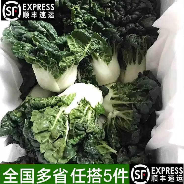 现摘现发宁夏新鲜蔬菜大奶白菜学斗鹤牛奶白菜新鲜软糯清甜斗白菜