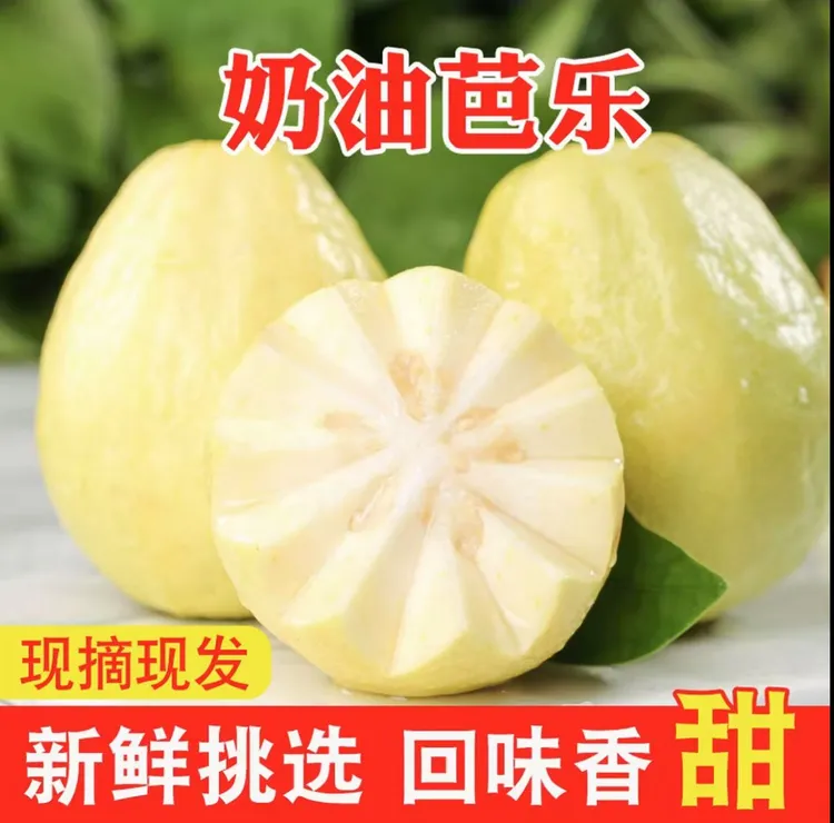 广西白心奶油芭乐软糯香甜冰淇淋口感正宗当季产地直发坏果包赔