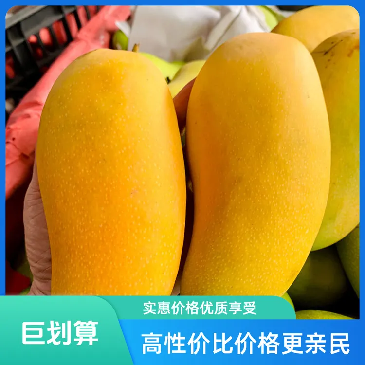 广西金煌芒果新鲜芒果大果应季新鲜水果大青芒百色芒果整箱包邮