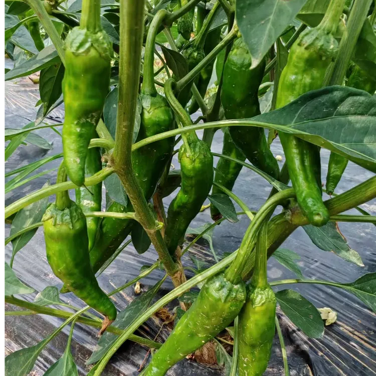 湖北本地辣椒红辣椒新鲜露天种植现摘现发