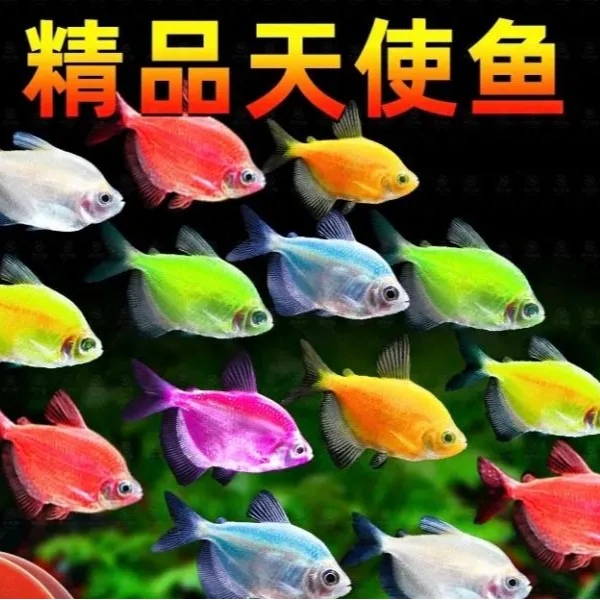 天使鱼观赏鱼小型鱼七彩鱼养鱼混养草缸鱼热带鱼新手鱼金鱼好养活