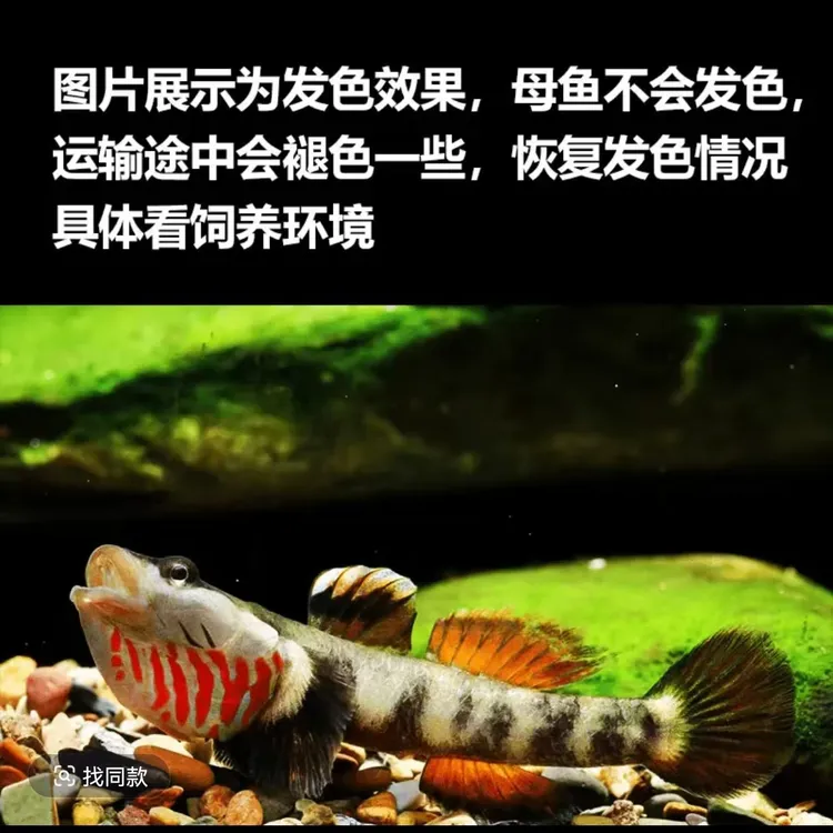 提前过冬 冷水鱼 虾虎鱼 白面虾虎 渔场直发