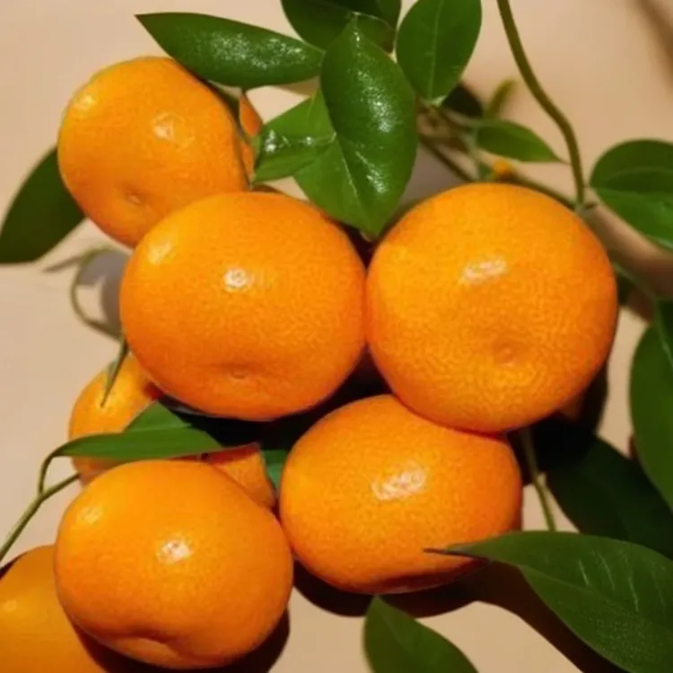 黄岩无核蜜桔苗 嫁接桔子树苗 甜橘子 黄岩蜜桔果树苗芬贸苗圃