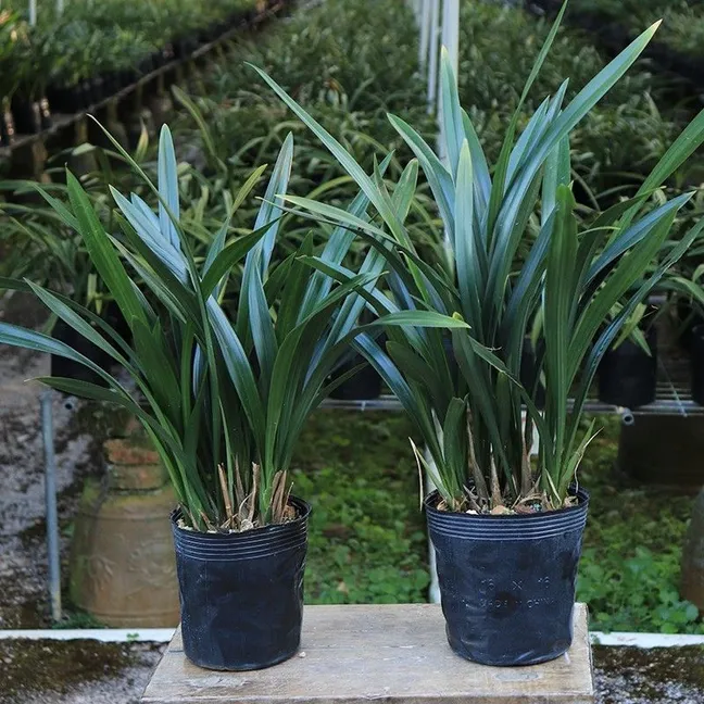 墨兰兰花盆栽企黑植物浓香四季建兰草年宵花卉室内耐寒植物