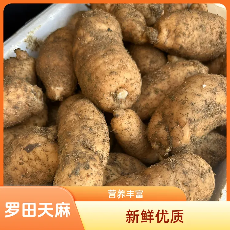 大别山区罗田红天麻 炖汤高营养新鲜天麻