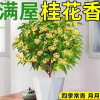 6【带花苞】四季桂花树盆栽带香味花期长室内外庭院好养花卉绿植