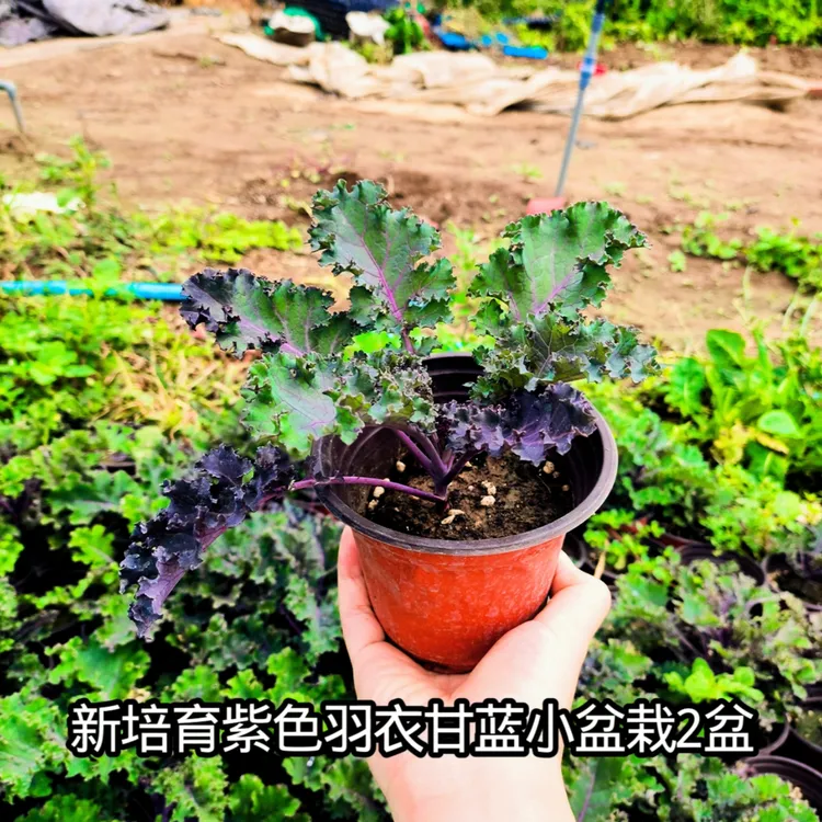 新培育紫色羽衣甘蓝小盆栽羽衣甘蓝苗观赏食用四季耐热耐寒寿光发