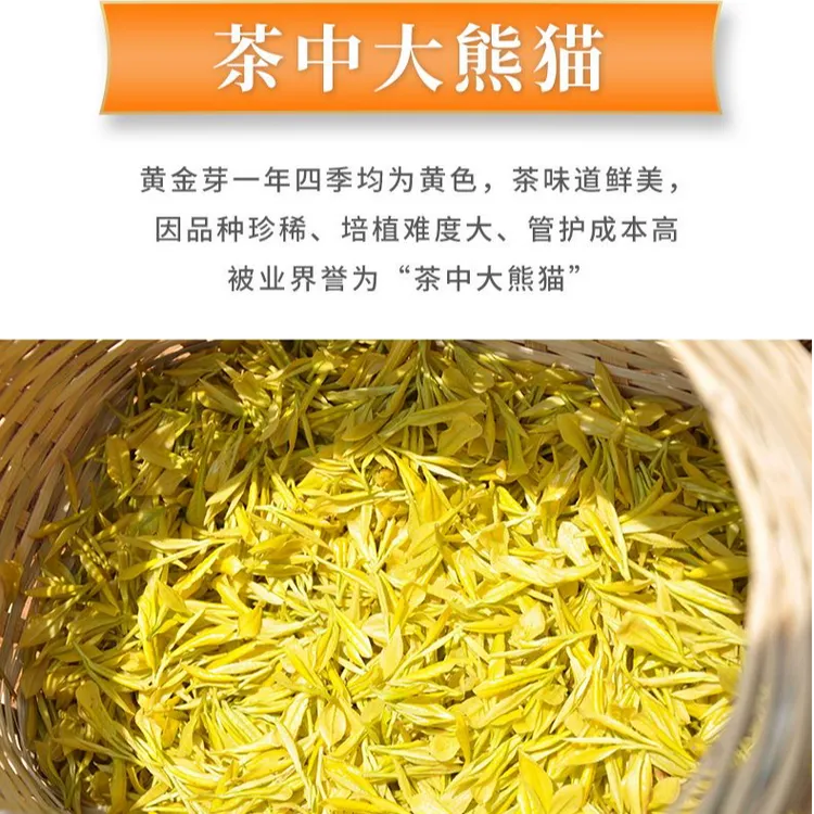 2025新茶【镇店之宝 黄金芽】A24 香浓豆香 高山黄金芽 