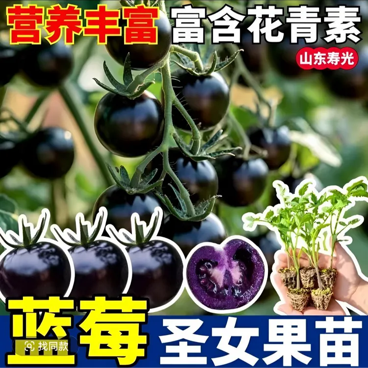【寿光正版黑番茄苗】蓝莓黑番茄苗糖水炸弹带土发货适阳台小院种植商品图