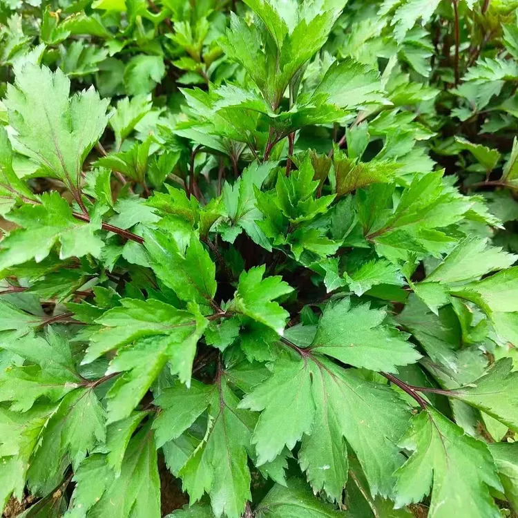 现挖红艾老根桩鸭脚艾食用红艾潮汕珍珠花菜甜子菜白苞蒿苗带根泥