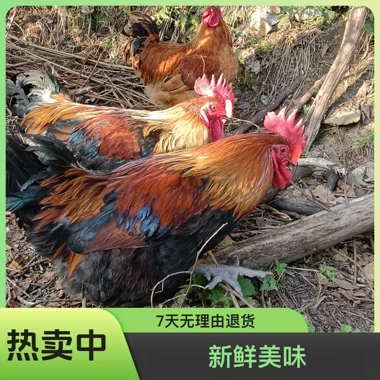 陕西汉中略阳土鸡跑山鸡