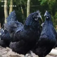 宠物鸡五黑鸡包邮到家