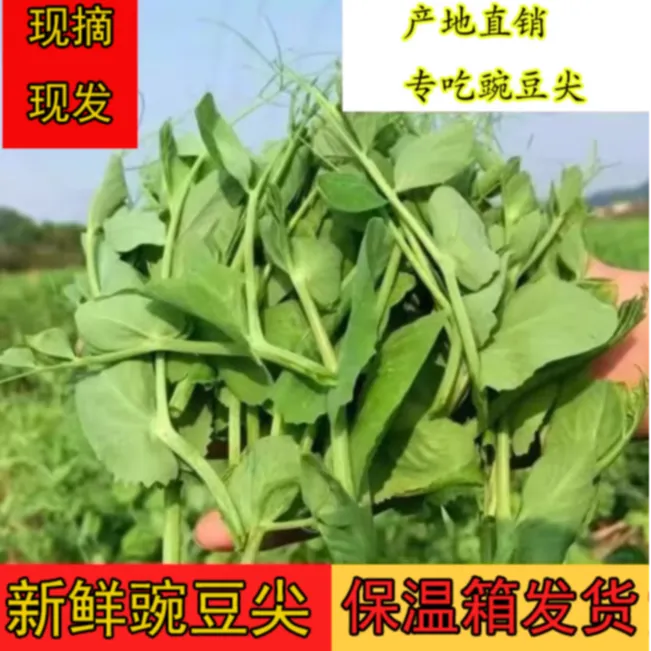 农家豌豆尖2025四川当季蔬菜鲜嫩现摘现发涮火锅煮汤专用